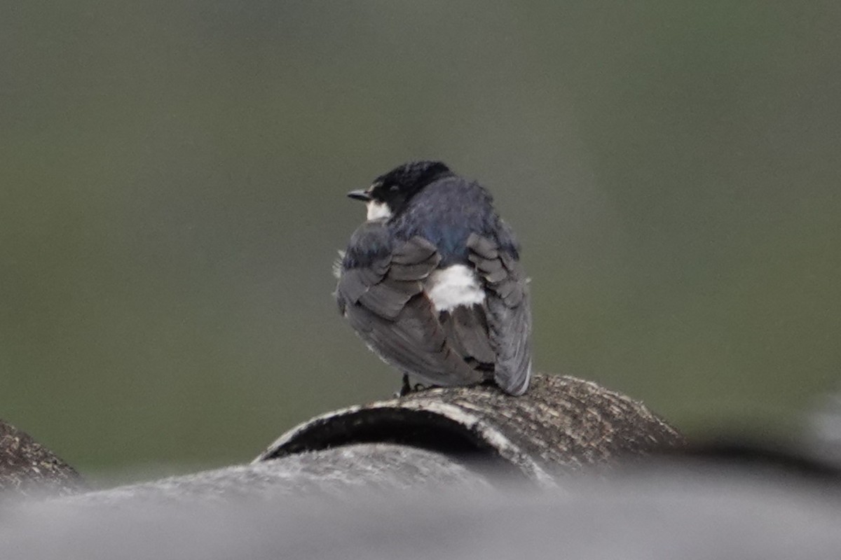 Hirondelle à diadème - ML646147653