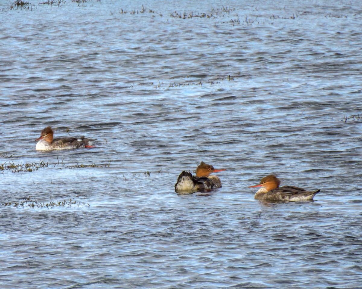 Red-breasted Merganser - ML646147654