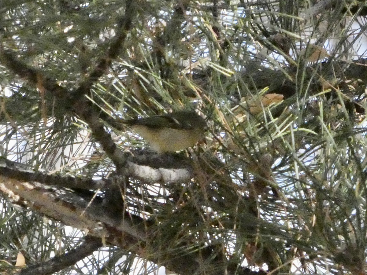 Ruby-crowned Kinglet - ML646147655