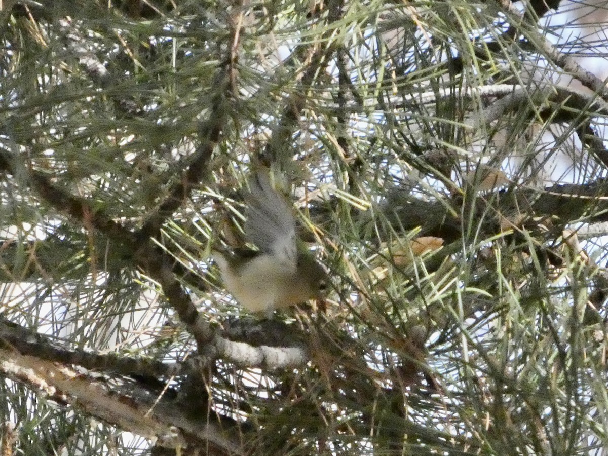Ruby-crowned Kinglet - ML646147656