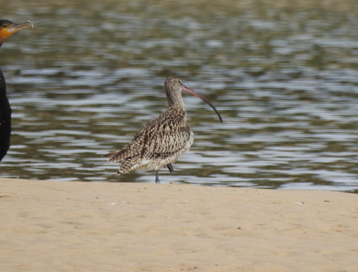 Far Eastern Curlew - ML646147658