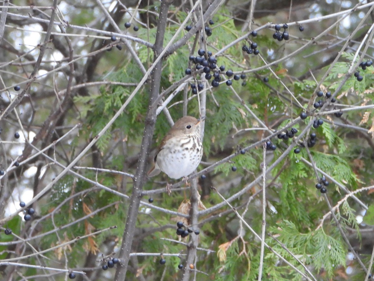 Hermit Thrush - ML646147661