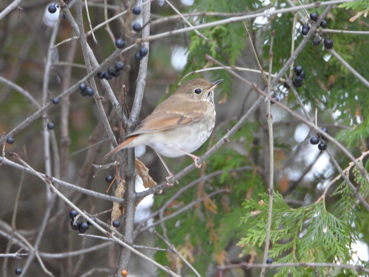 Hermit Thrush - ML646147662