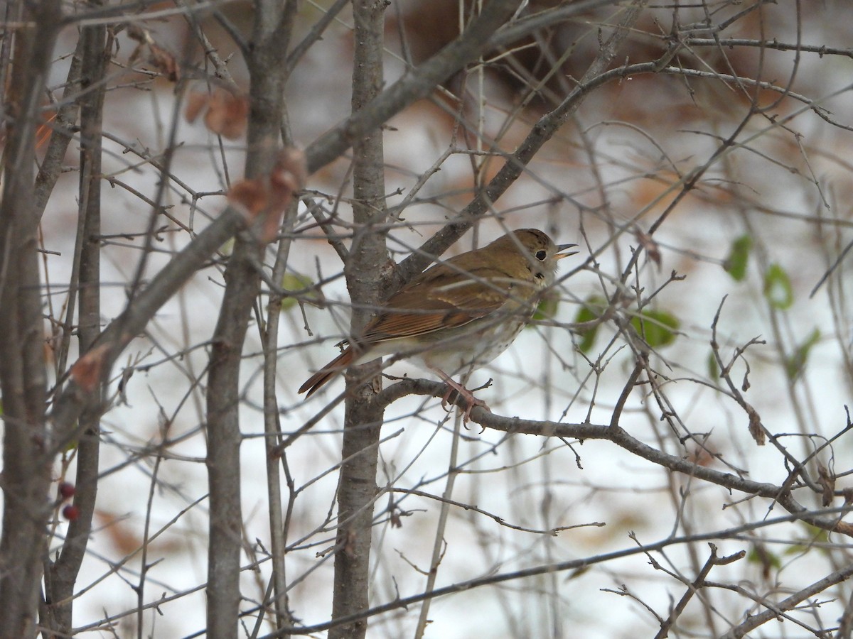Hermit Thrush - ML646147663