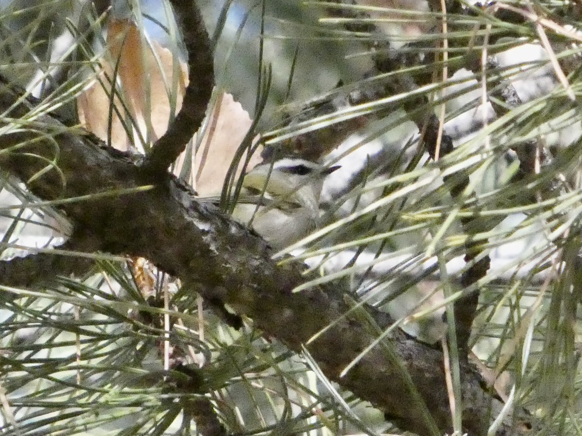 Golden-crowned Kinglet - ML646147665