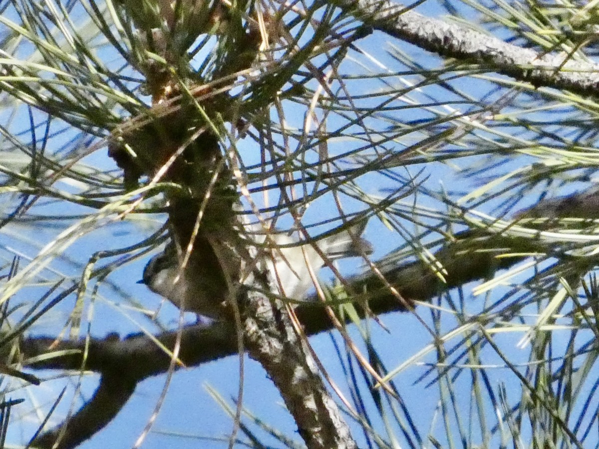 Golden-crowned Kinglet - ML646147666