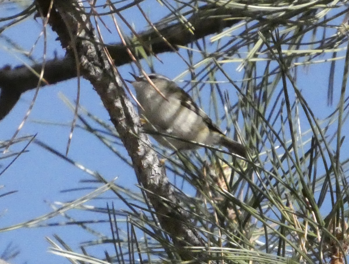 Golden-crowned Kinglet - ML646147667