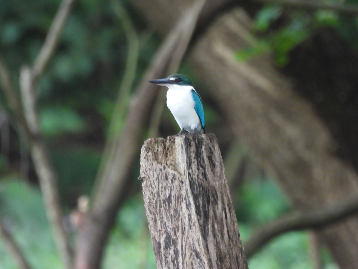Collared Kingfisher - ML646147668