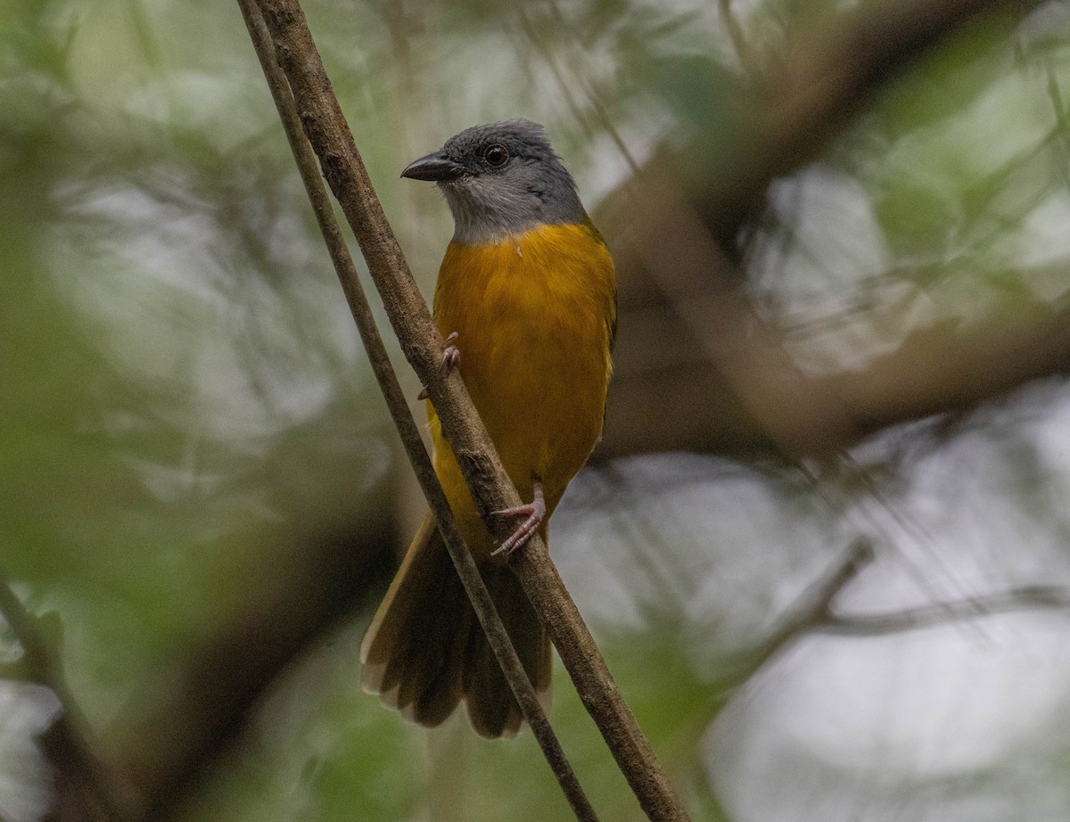 Gray-headed Tanager - ML646147669