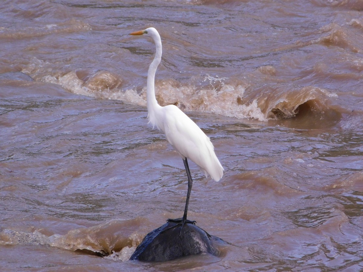 Great Egret - ML646147670