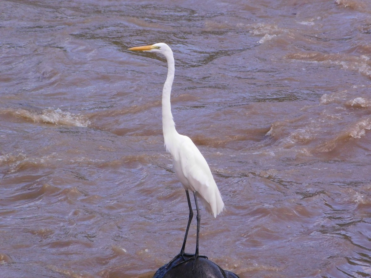 Great Egret - ML646147671