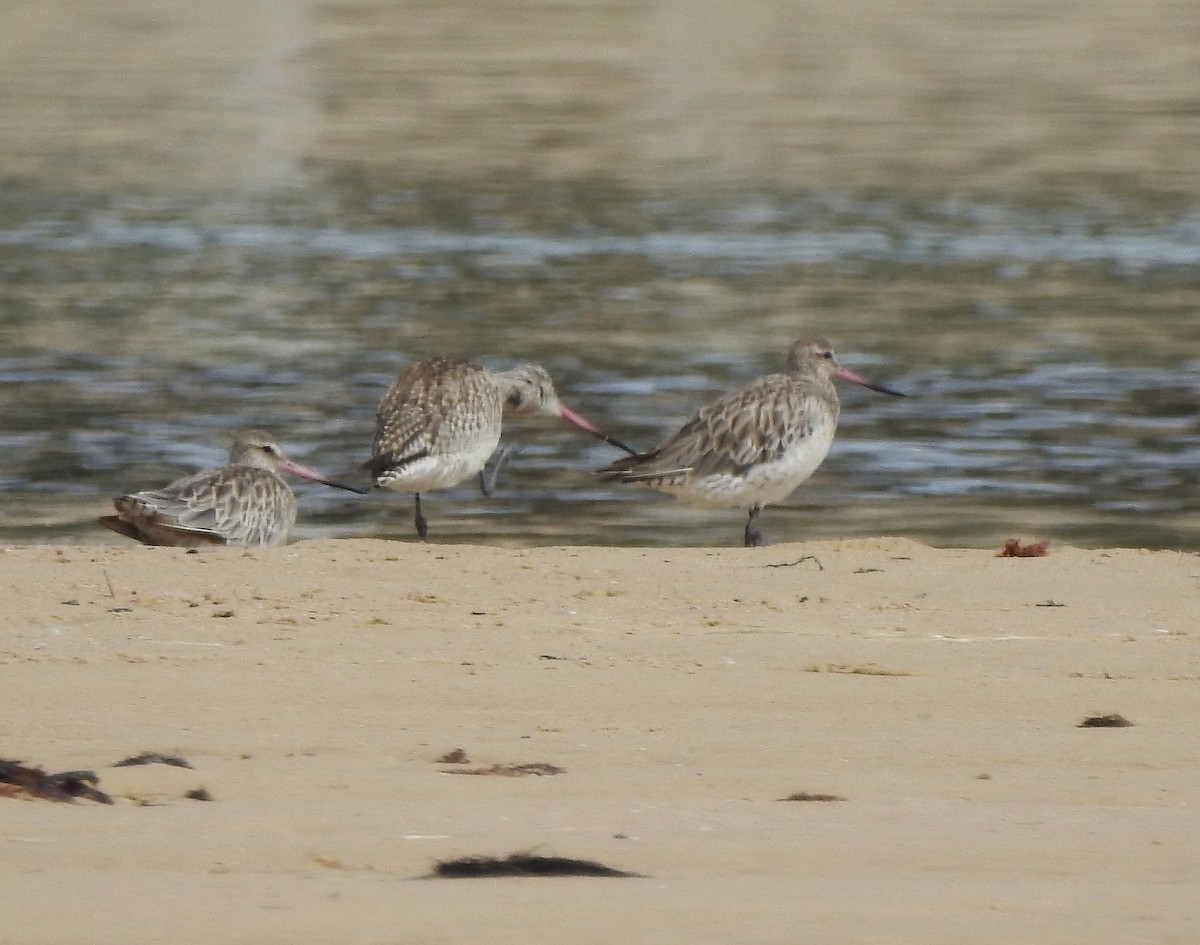 Bar-tailed Godwit - ML646147672