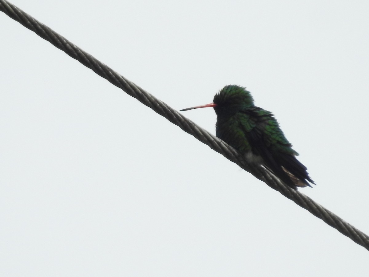 Glittering-bellied Emerald - ML646147673