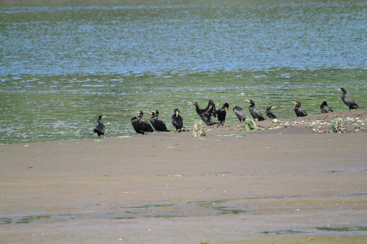 Double-crested Cormorant - ML646147674