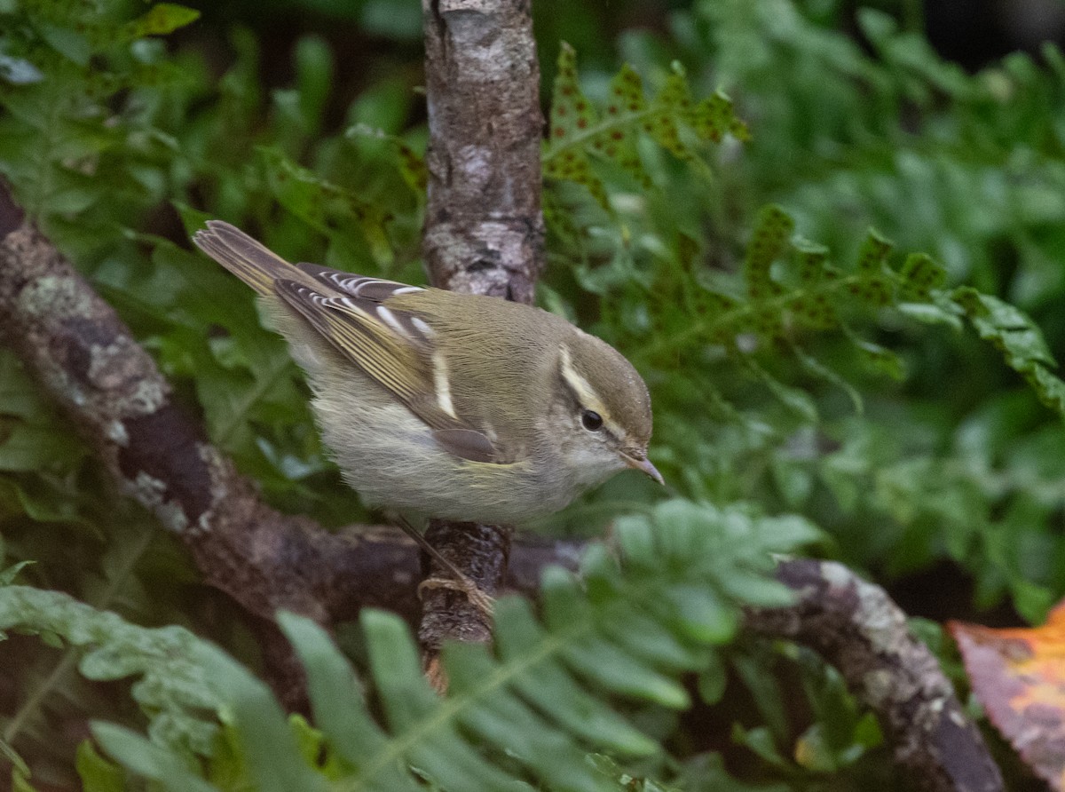 Yellow-browed Warbler - ML646147675