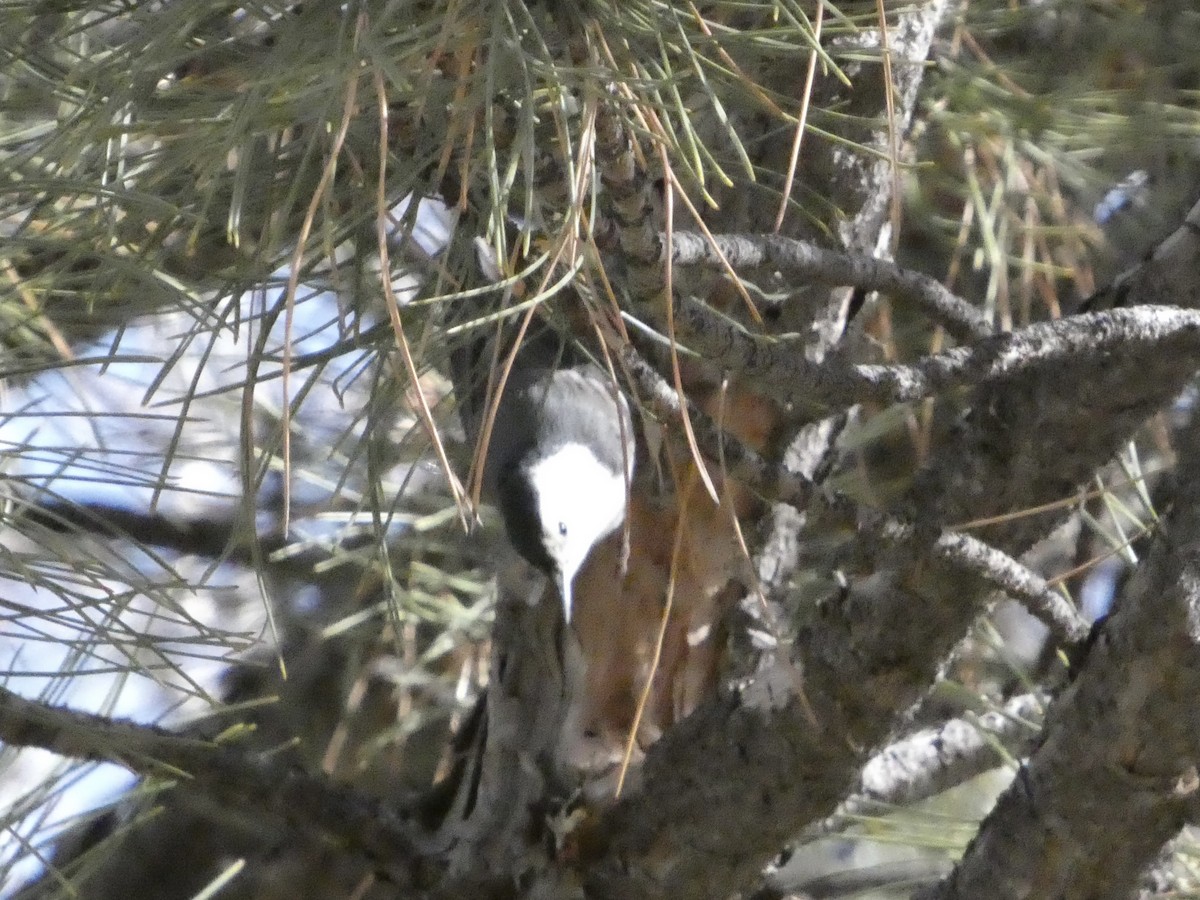 White-breasted Nuthatch - ML646147676