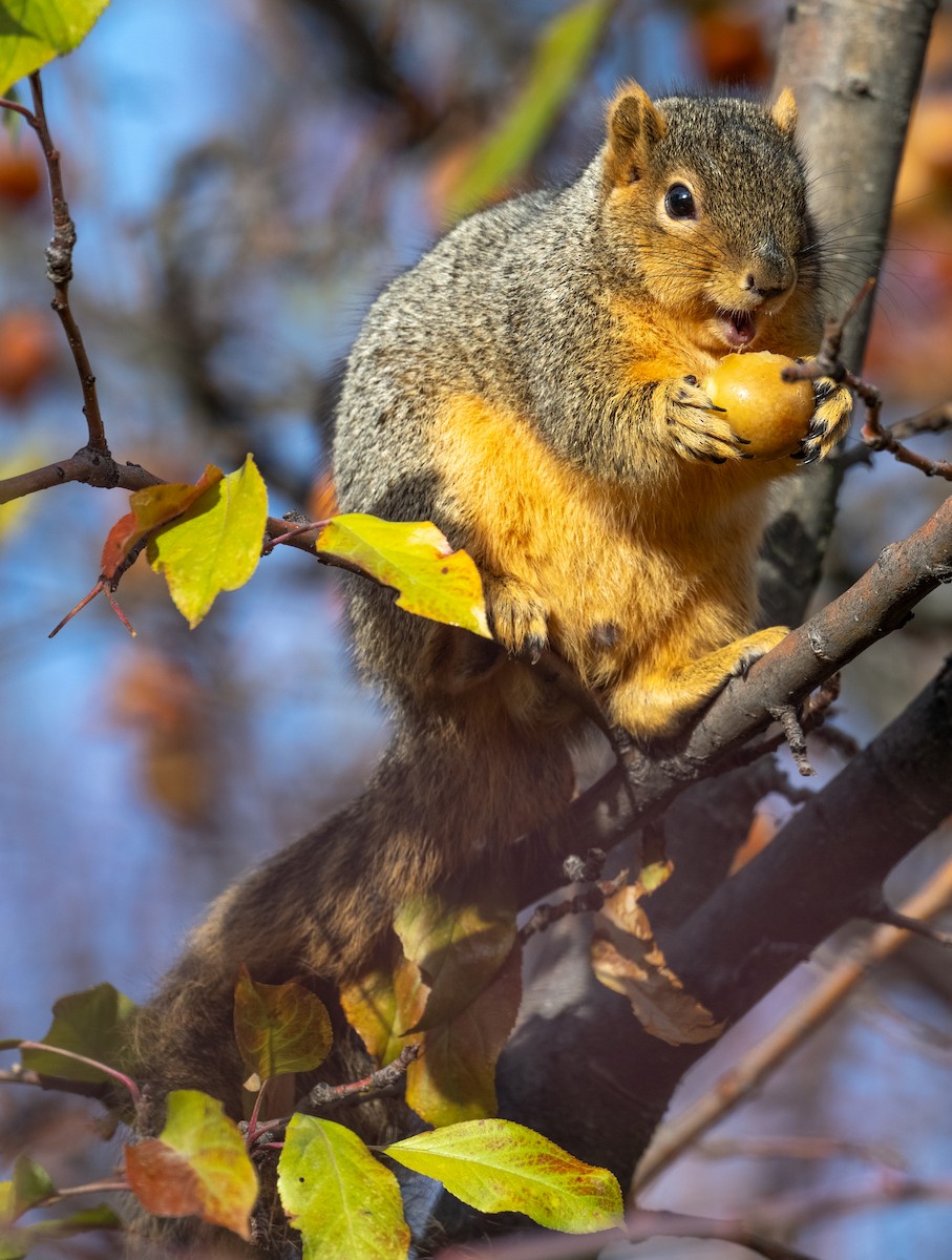 Western Fox Squirrel - ML646147677