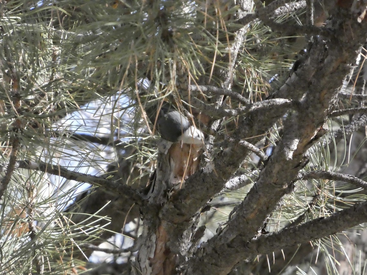 White-breasted Nuthatch - ML646147678