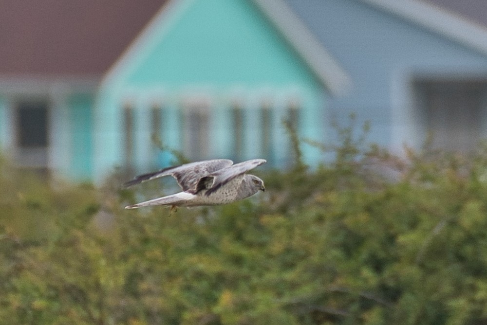 Northern Harrier - ML646147679