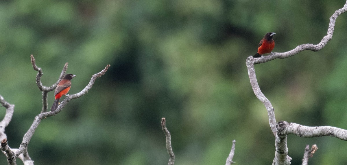 Crimson-backed Tanager - ML646147680