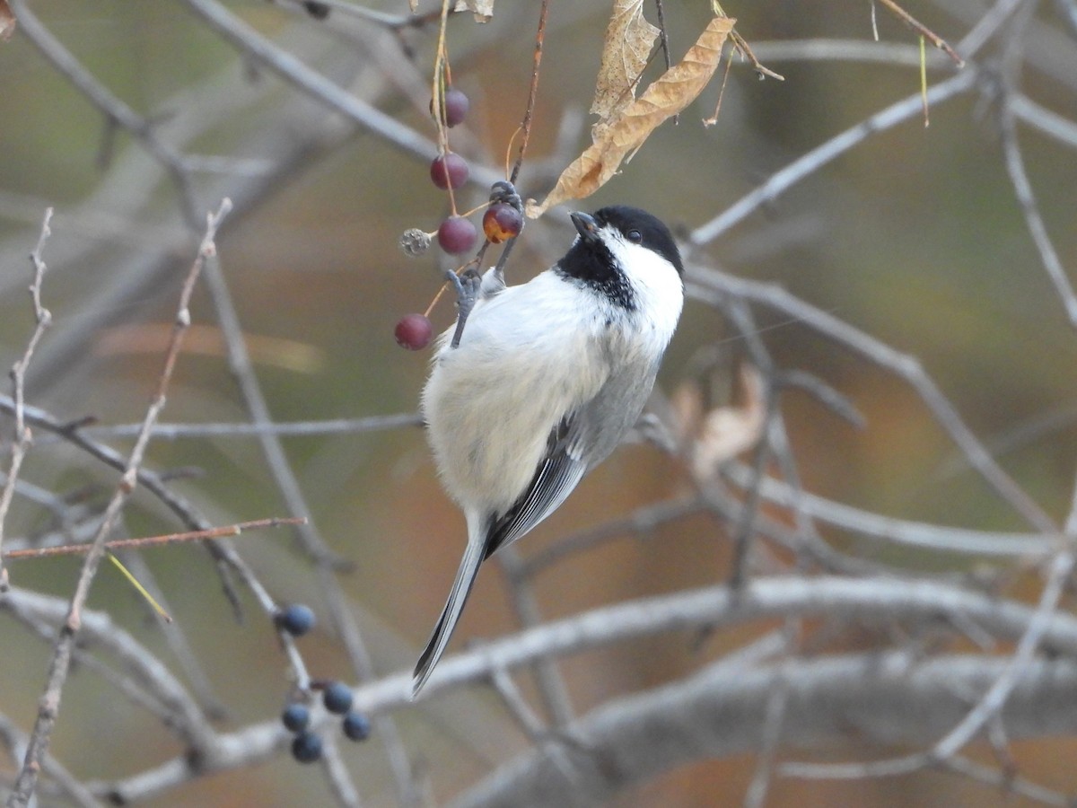 Black-capped Chickadee - ML646147681