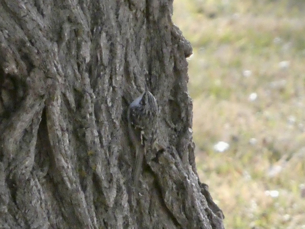 Brown Creeper - ML646147688