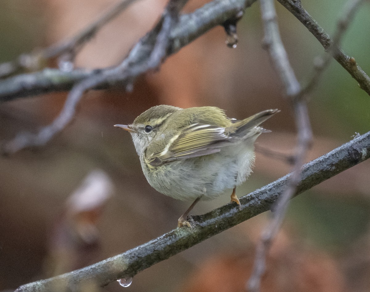 Yellow-browed Warbler - ML646147689