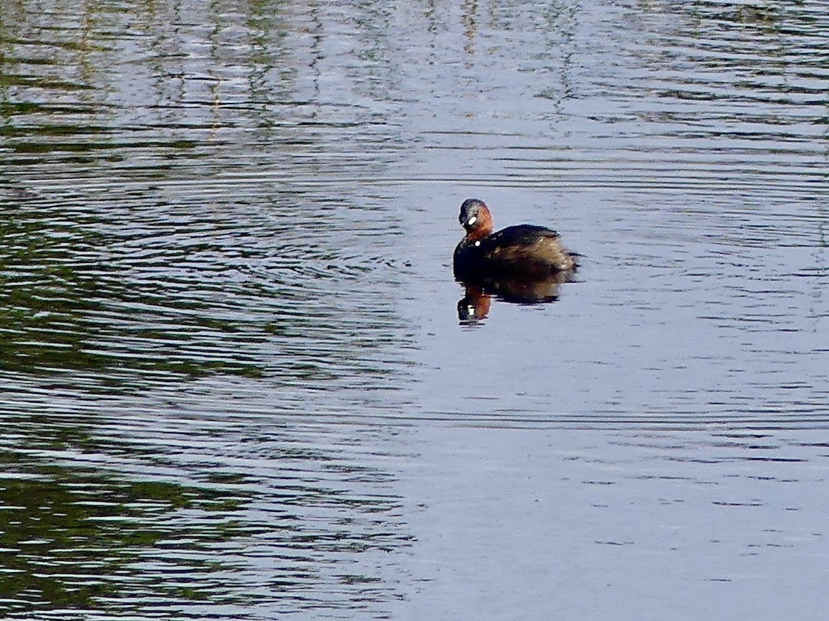 Little Grebe (Little) - ML646147690