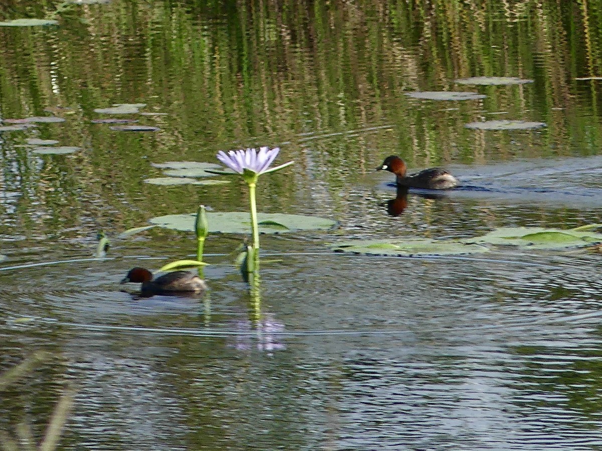 Little Grebe (Little) - ML646147691