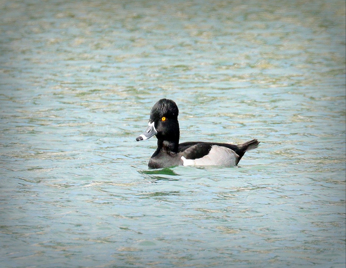 Ring-necked Duck - ML646147693