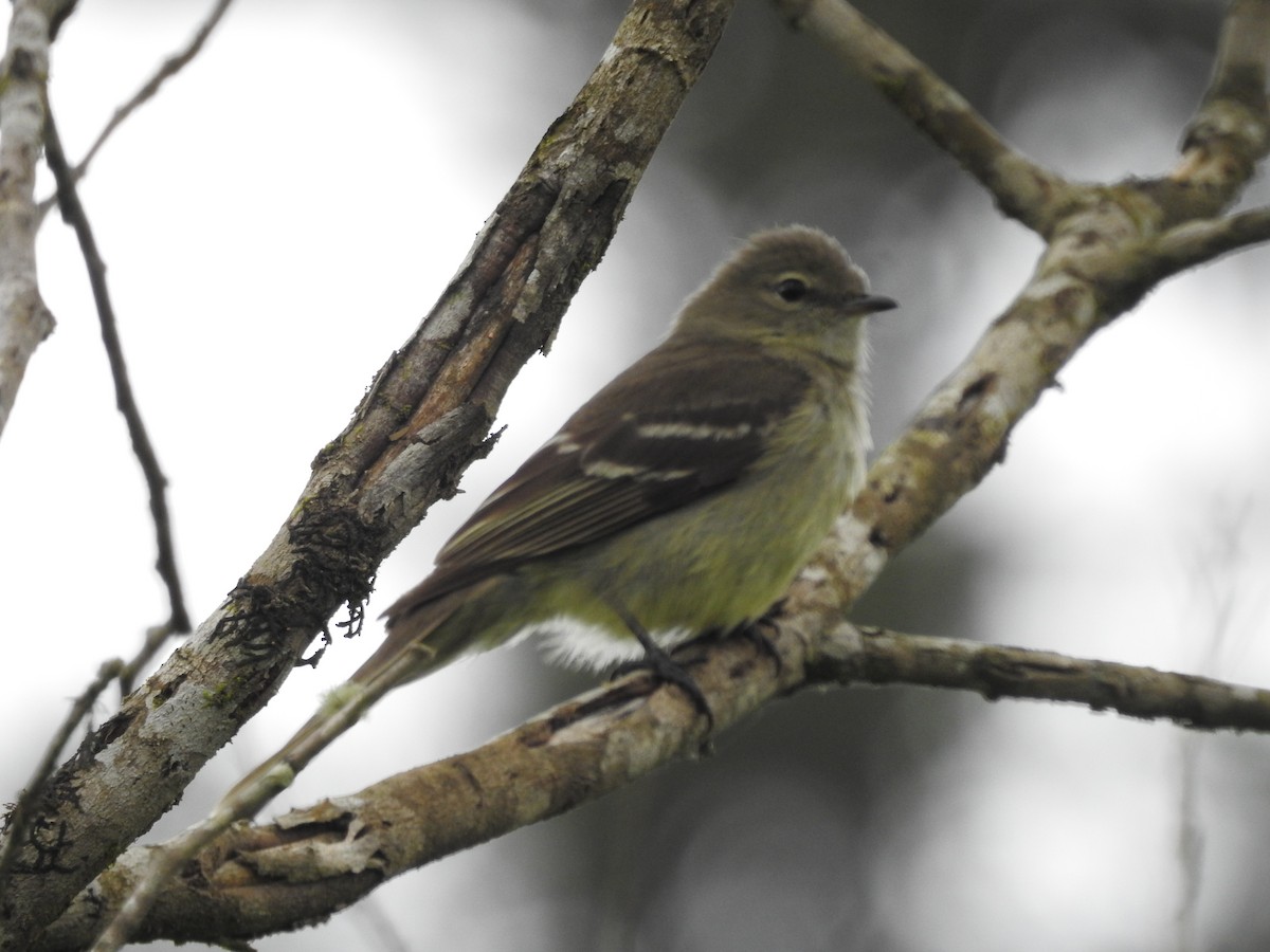 Small-headed Elaenia - ML646147695