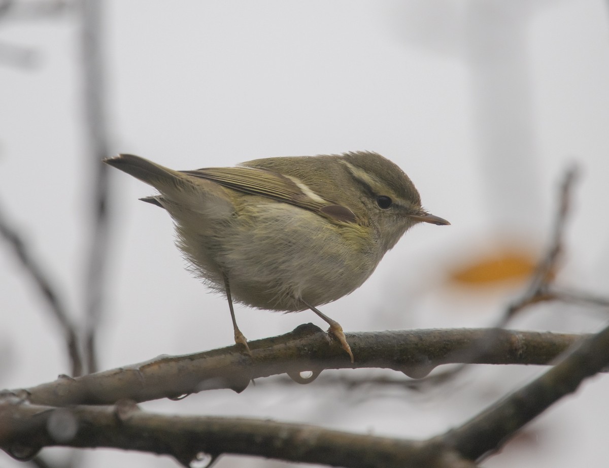 Yellow-browed Warbler - ML646147696