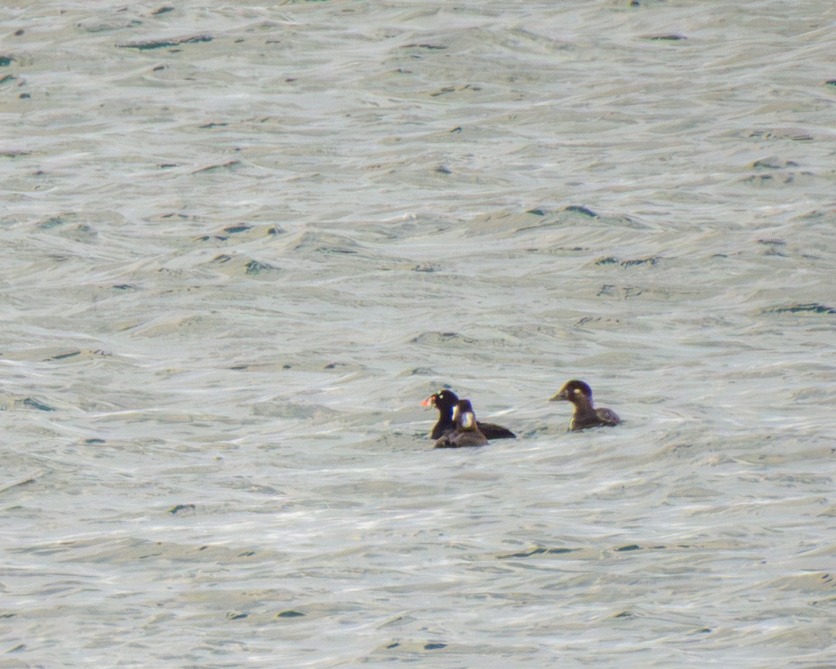 Surf Scoter - ML646147705