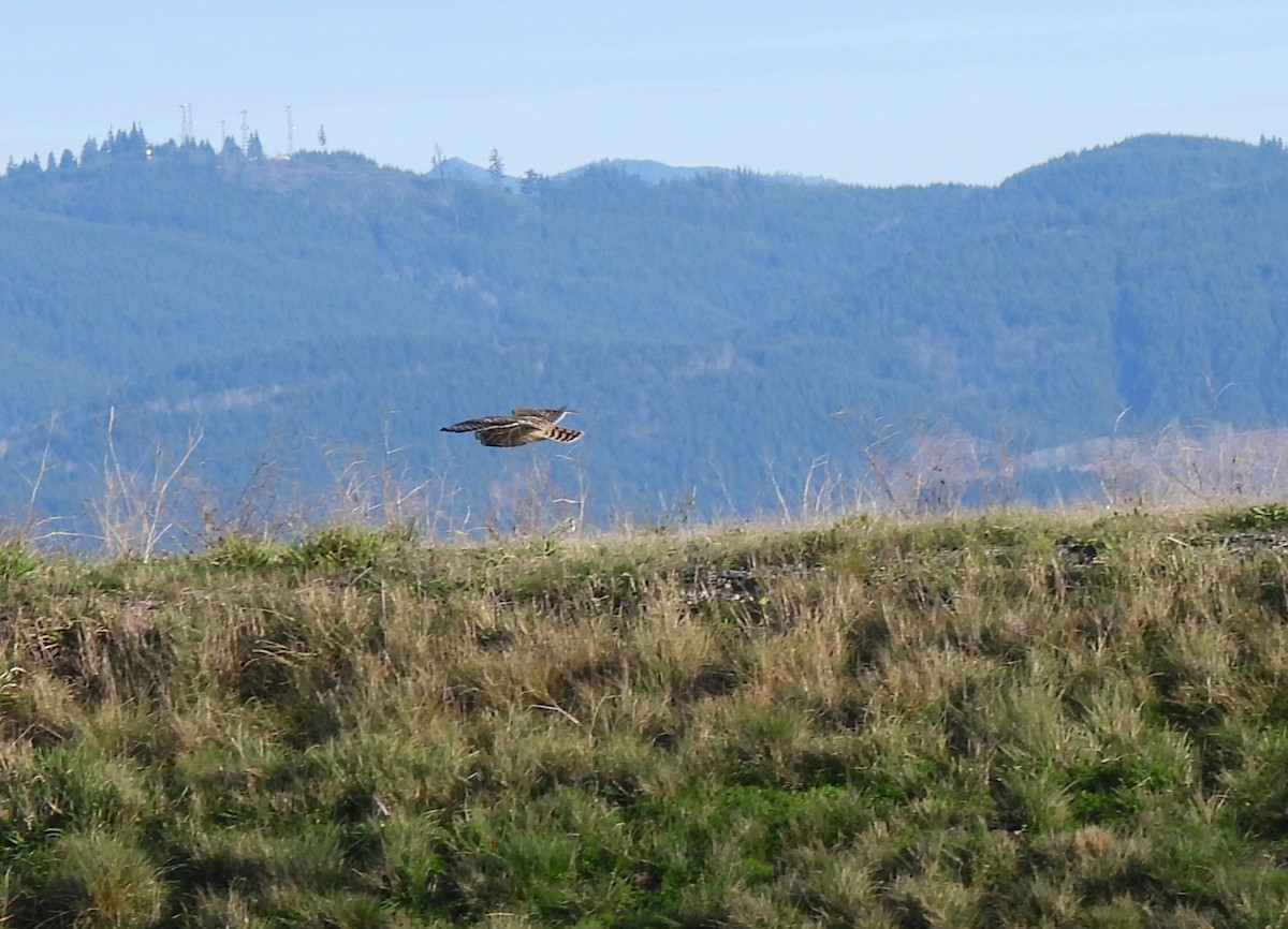 Short-eared Owl - ML646147712