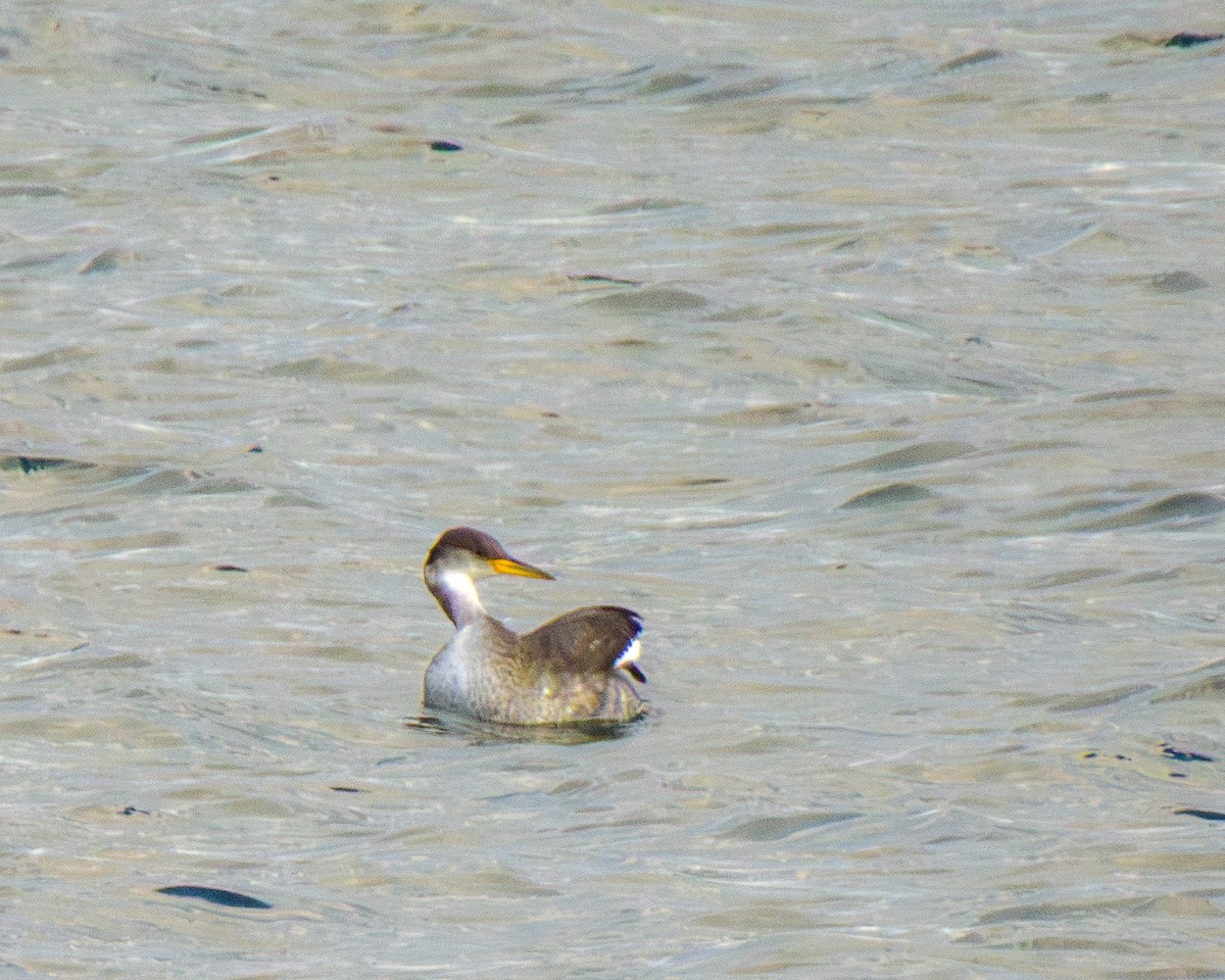 Пірникоза сірощока - ML646147713