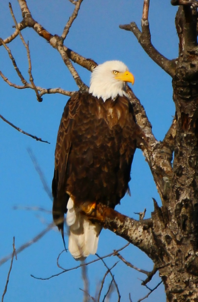 Bald Eagle - ML646147715