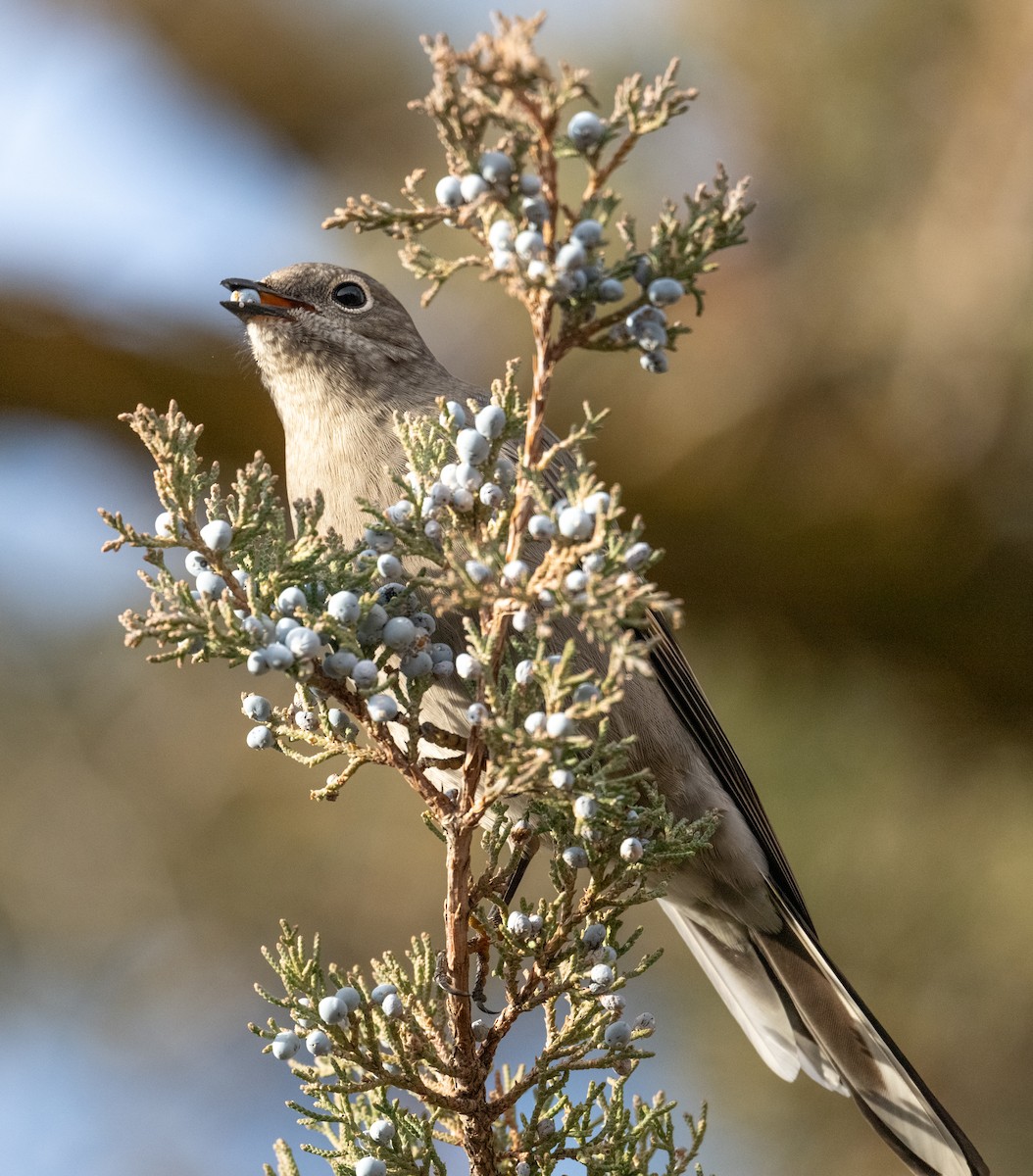 Townsend's Solitaire - ML646147717