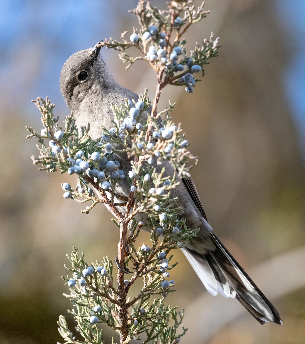 Townsend's Solitaire - ML646147718