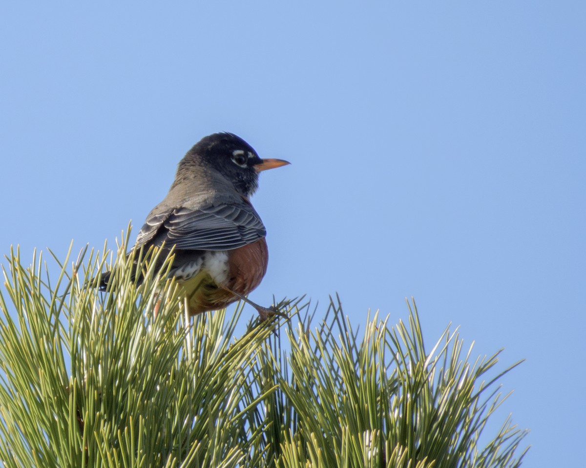 American Robin - ML646147726