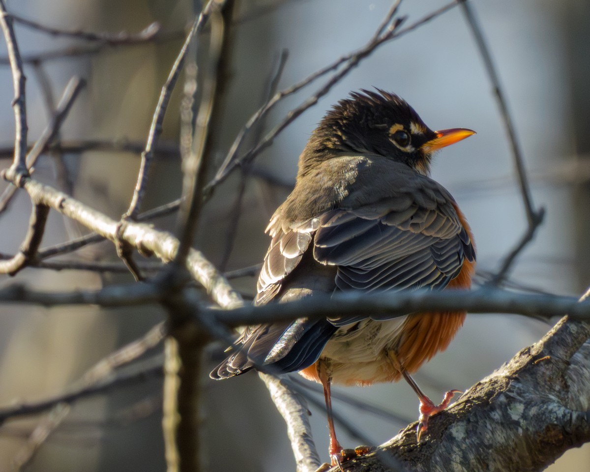 American Robin - ML646147727