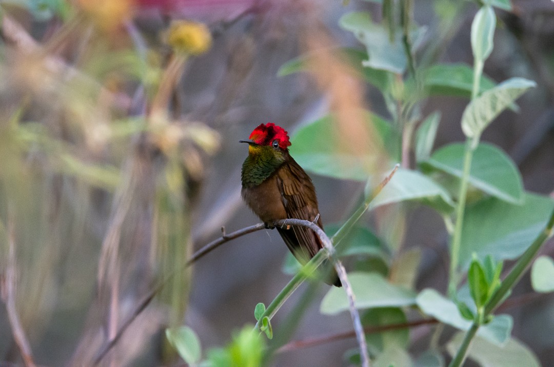 kolibřík červenohlavý - ML646147728