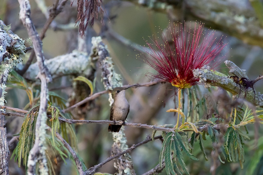 kolibřík červenohlavý - ML646147733