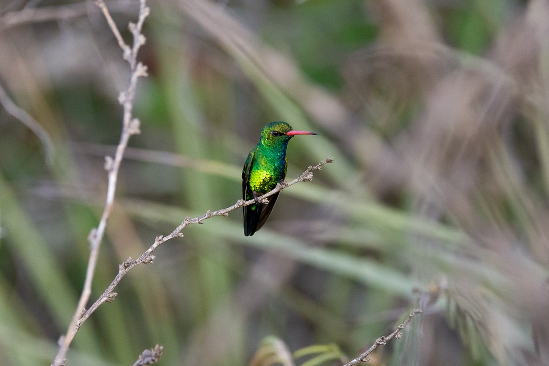 kolibřík lesklobřichý - ML646147748