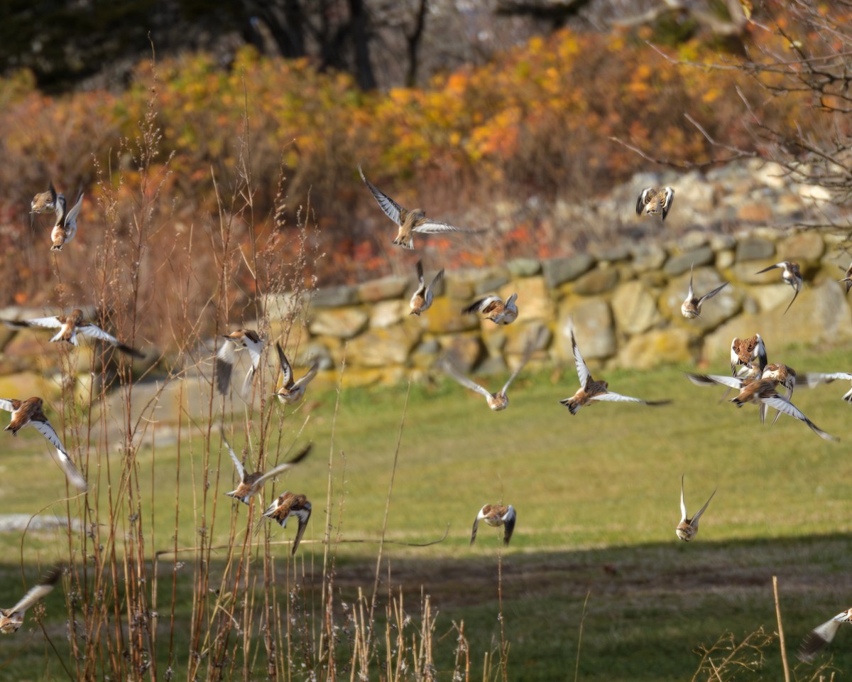 Snow Bunting - ML646147749
