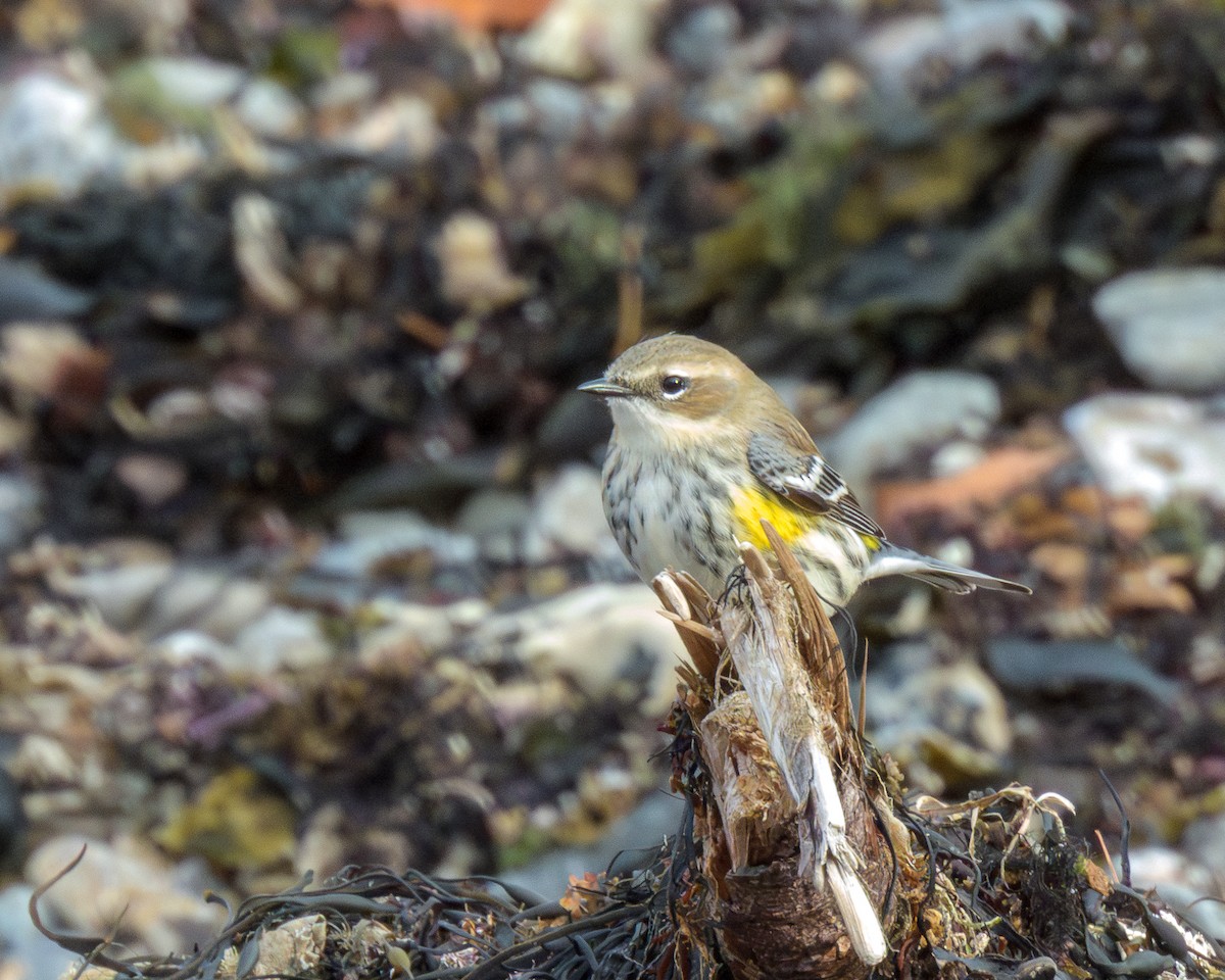 Yellow-rumped Warbler - ML646147750