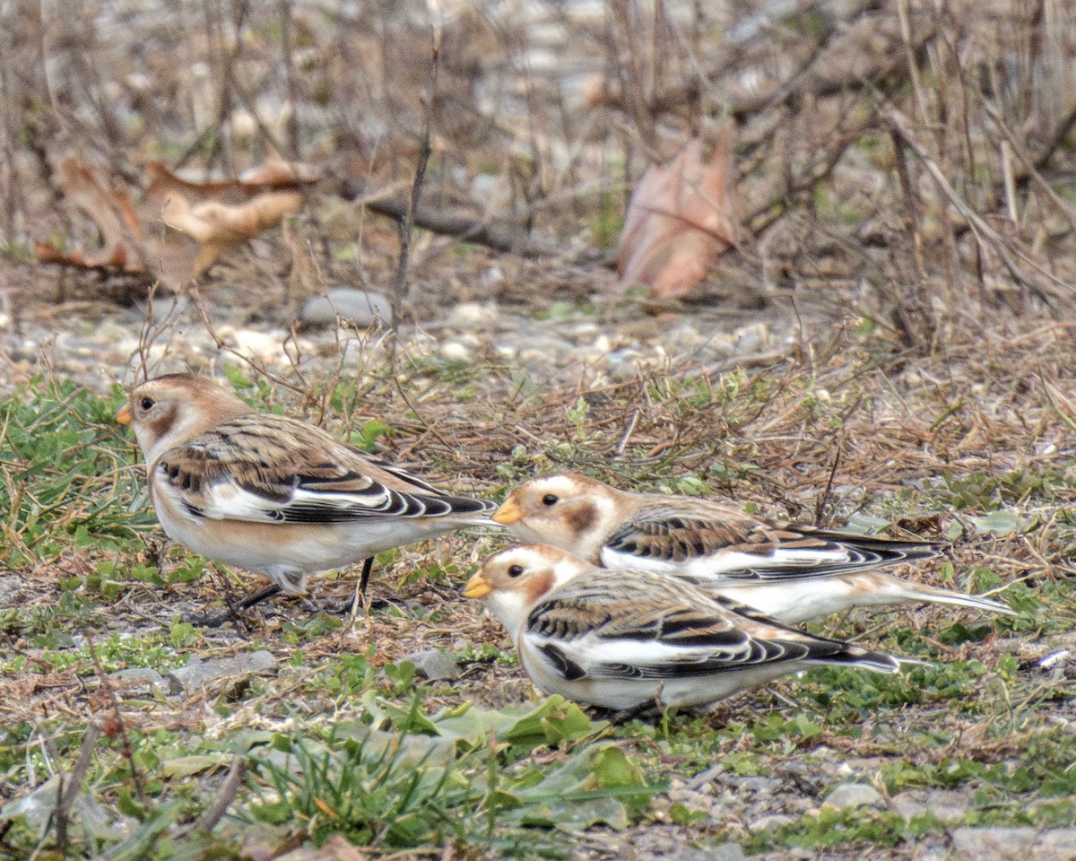 Snow Bunting - ML646147751
