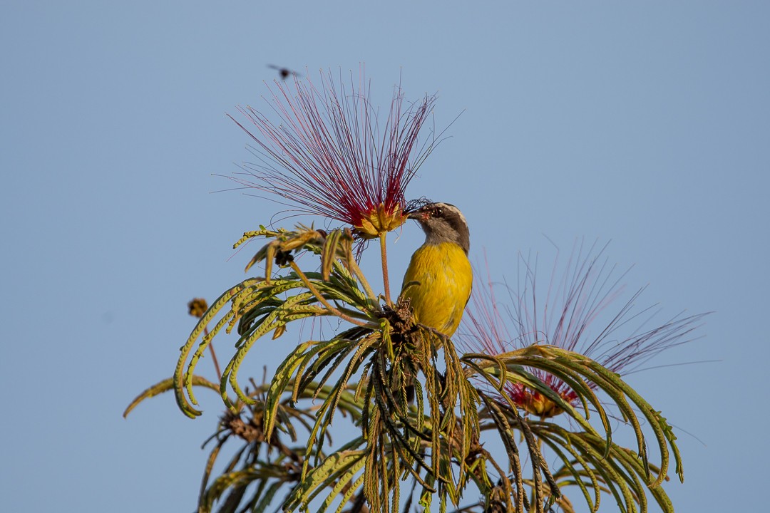 Bananaquit - ML646147762