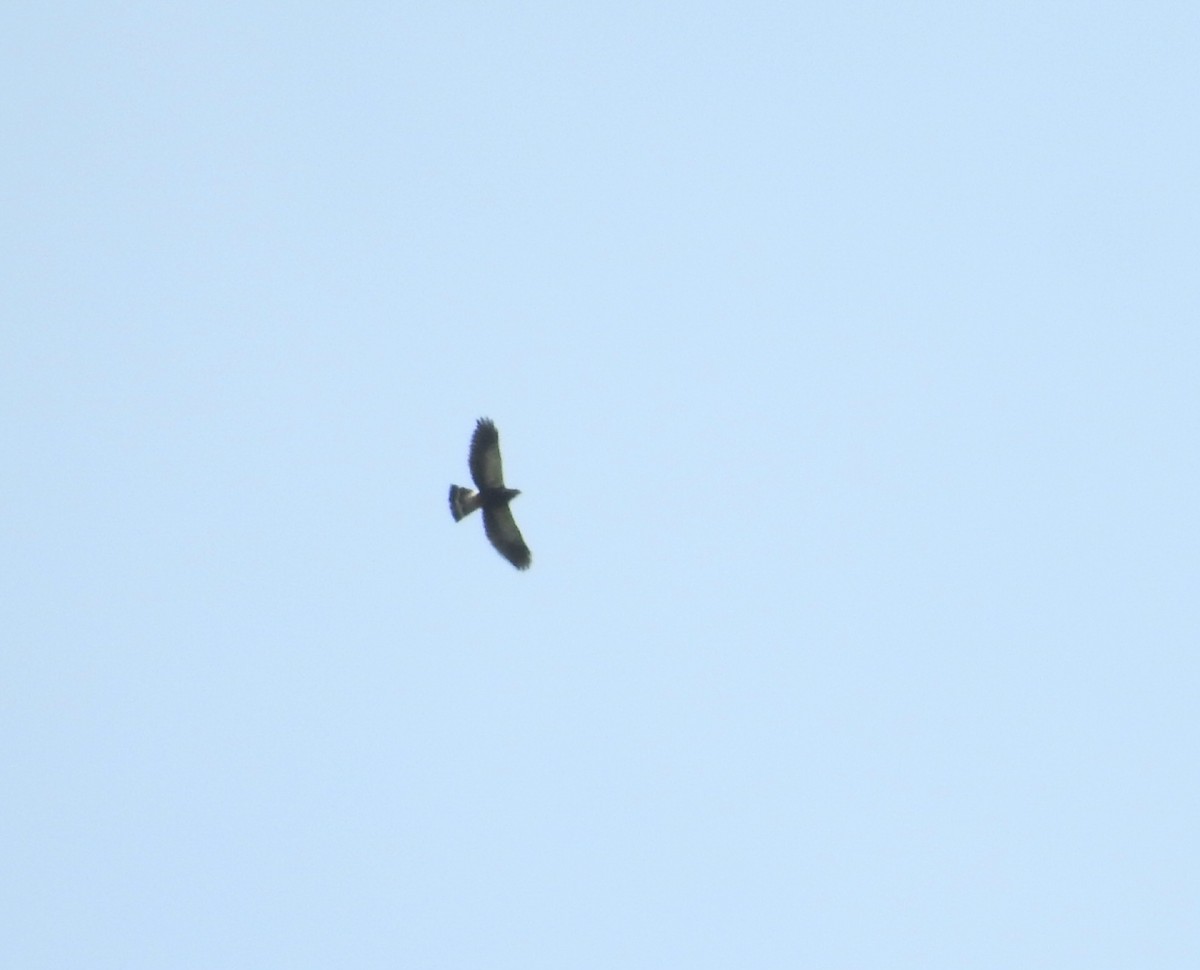 káně bělokostřečná - ML646147770