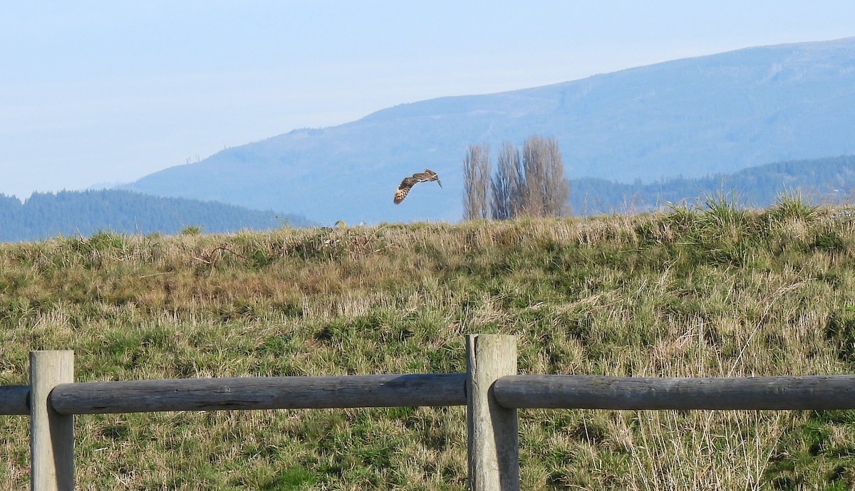 Short-eared Owl - ML646147774