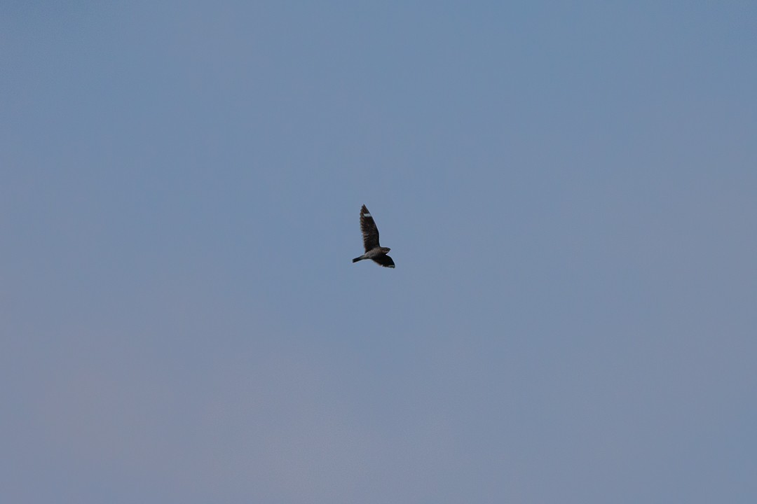 lelek nejmenší - ML646147776